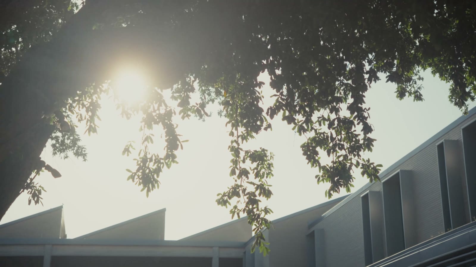 Sun flaring through oak leaves over a sawtooth roofline at Greenhill